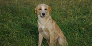 Where to Find Dog Pet Care Near Me: Ayurvedic Pet Supplements with Delivery Options